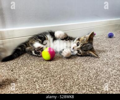 Six semaines chaton jouant avec une balle Banque D'Images