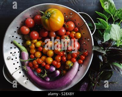 Jardin de Ville de récolte de tomates, aubergines et basilic. Banque D'Images