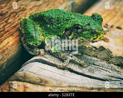 La rainette versicolore (Hyla versicolor) sur une surface en bois Banque D'Images