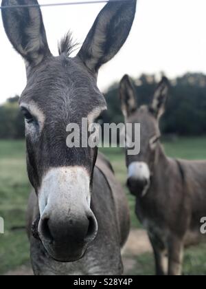 Les ânes de la ferme Banque D'Images