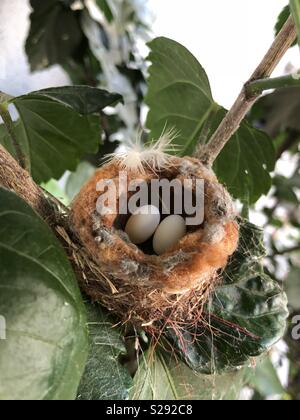 Hummingbird oeufs dans le nid dans l'arbre d'hibiscus paire de lits bébés oisillons à Fullerton en Californie Banque D'Images