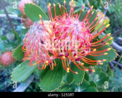 Protea Protea fleurs en pleine floraison en ce moment, en hiver à Cape Town Afrique du Sud vu au Jardin botanique de Kirstenbosch Banque D'Images