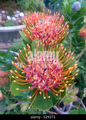 Portrait de Pincushion Protea fleurs en pleine floraison en usines au cours de l'hiver à Cape Town au jardin botanique de Kirstenbosch en Afrique du Sud Banque D'Images