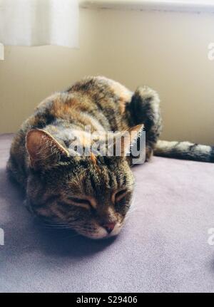 Cute cat sommeil Banque D'Images