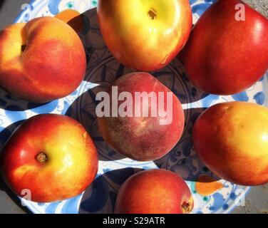 Maturation des nectarines sur une plaque en céramique dans le soleil Banque D'Images