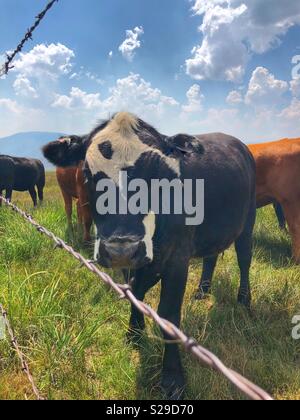 Jusqu'à la vache avec près de moi Banque D'Images