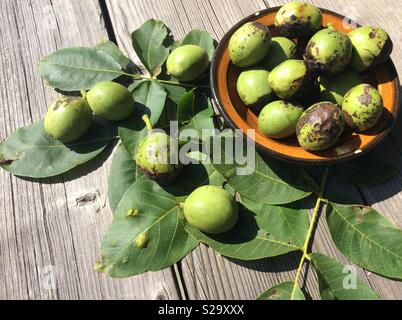 Produits de la biotechnologie agricole. Noix fraîchement récolté avec des feuilles dans un bol en céramique sur des planches Banque D'Images