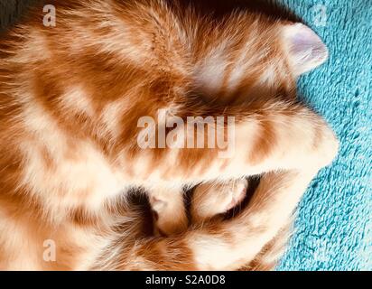 11 semaine vieux ginger tabby kitten cat sleeping Banque D'Images