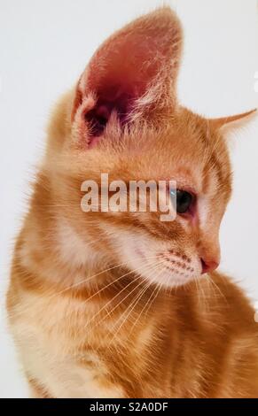 11 semaine vieux ginger tabby cat kitten Banque D'Images