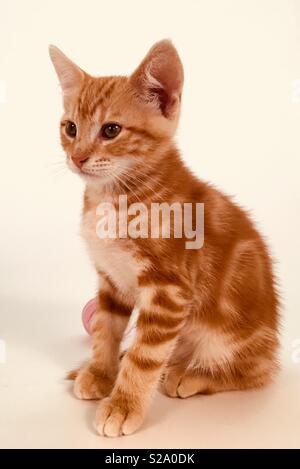 11 semaine vieux ginger tabby cat kitten Banque D'Images