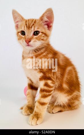 11 semaine vieux ginger tabby cat kitten Banque D'Images