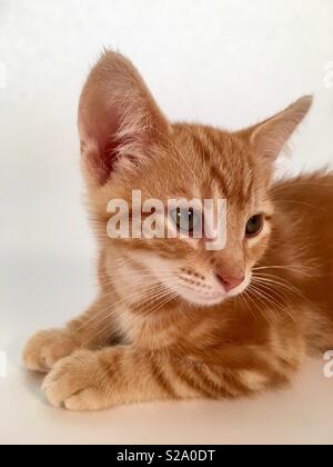 11 semaine vieux ginger tabby cat kitten Banque D'Images