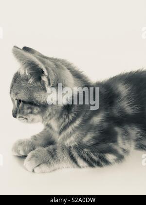 11 semaine vieux ginger tabby cat kitten Banque D'Images