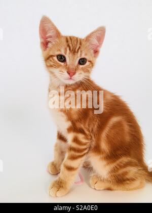 11 semaine vieux ginger tabby cat kitten Banque D'Images