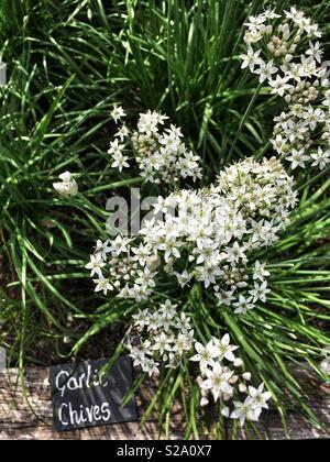 L'ail chinois dans le potager au cochon - en Combe, Gittisham, dans le Devon (Angleterre) Banque D'Images