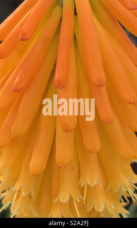 Pétales orange vif de Kniphofia ou red hot poker fleur, variété popsicle Mangue Banque D'Images
