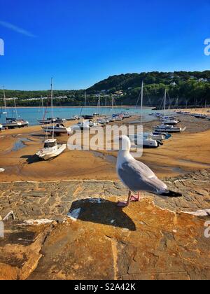 Seagull sur mur du port avec New Quay Harbour au-delà, Ceredigion, pays de Galles de l'Ouest. Banque D'Images
