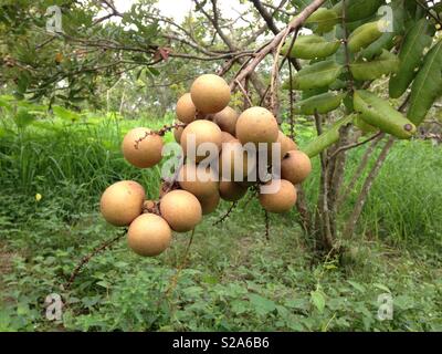 Longane frais Fruits à l'arbre dans le jardin, Kompong Chen, Cambodge Banque D'Images