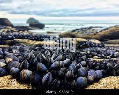 Moules sur les rochers à marée basse. Banque D'Images