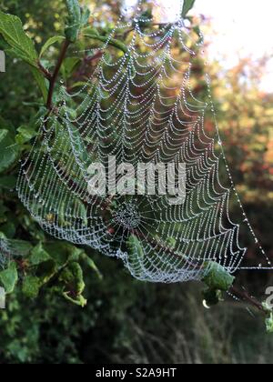 Spiders web dans une haie couvert de gouttes d'eau à partir de la rosée matinale. Banque D'Images