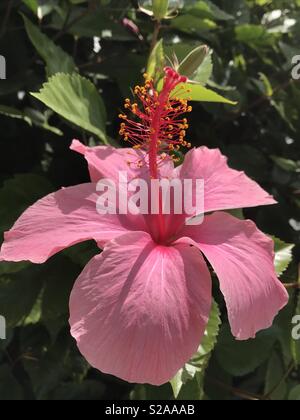 Fleur d'Hibiscus rose Banque D'Images