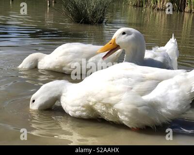 Canard Quacking pekin et amis Banque D'Images