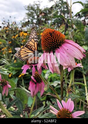 Orange et noir papillon monarque sur une décoloration rose chaud coneflower dans un jardin de fleurs d'été. Banque D'Images