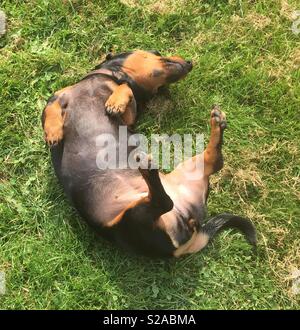 Chien saucisse à l'envers Banque D'Images