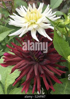 Dahlia rouge et blanc fleur en pleine floraison. Banque D'Images