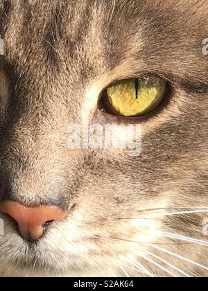 Un chat avec une larme tomber de ses yeux. Banque D'Images