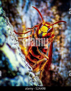 Asian Hornet envahir l'Europe tuant les abeilles Banque D'Images