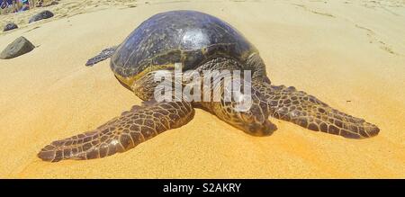 Des tortues de mer vertes au soleil au cours d'un bref répit avant de battre une fois encore ses nageoires dans le shore break retour à l'accueil de son aire de Vie de récif marin Banque D'Images