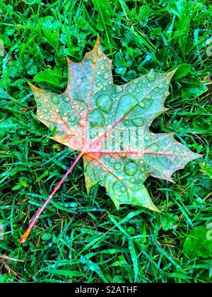 Feuille de platane couvert pluie allongé sur une pelouse. Banque D'Images
