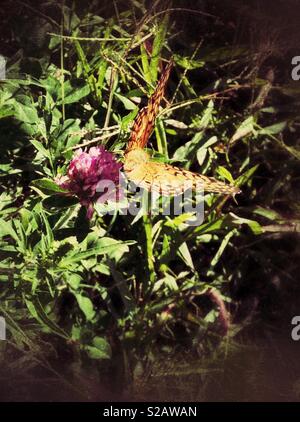 Grunge photo de papillon perché sur fleur de trèfle rouge Banque D'Images