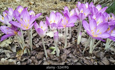 Crocus d'automne. Colchicum autumnale. Banque D'Images