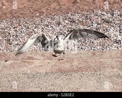 Ce bébé mouette bondit les étapes pour voir si nous avions de la nourriture. Banque D'Images