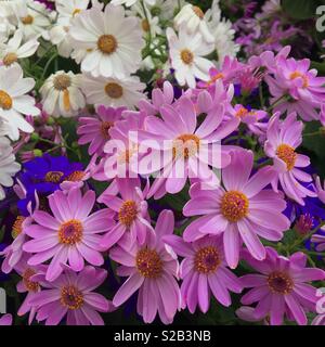 En fleur fleurs cinéraire Banque D'Images