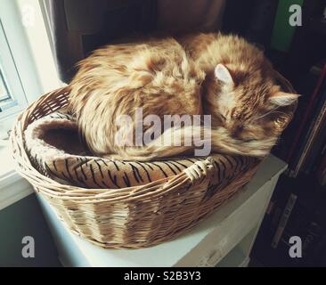 Long haired cat orange adultes recroquevillée de dormir dans un lit de chat Banque D'Images