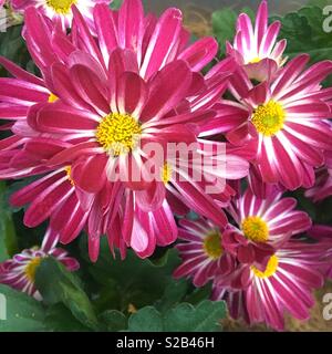Marguerites africaines Banque D'Images