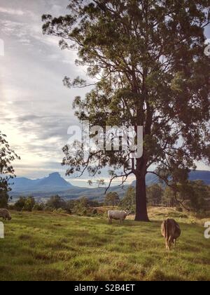 Mont Lindesay, situé sur la frontière entre la Nouvelle Galles du Sud et le Queensland, Australie, vue à travers le pâturage du bétail pays effacée Banque D'Images