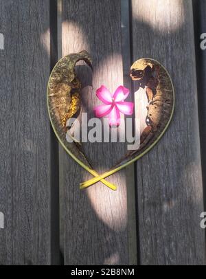 Fleur de frangipanier rose au milieu de 2 feuilles formant une forme de coeur sur un banc en bois. Banque D'Images