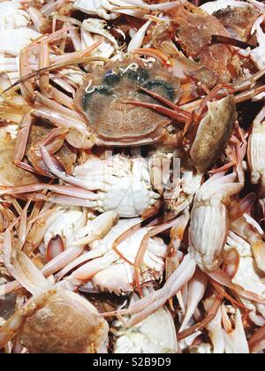 Les crabes sur l'affichage Banque D'Images