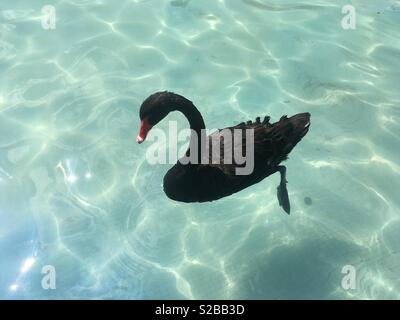 Black Swan est la natation sur l'eau Banque D'Images