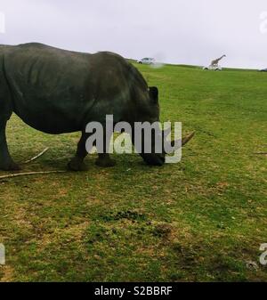 Rhino Banque D'Images