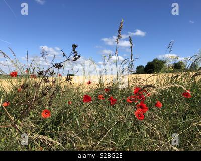 Champ de coquelicots en été Banque D'Images