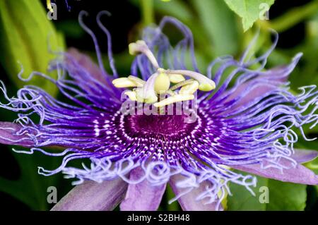 La passiflore pourpre (maypop) Banque D'Images