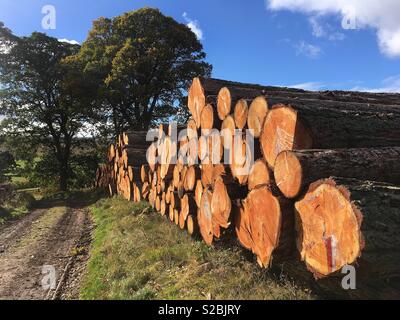 Blair Atholl, en Écosse, au Royaume-Uni. 5 octobre 2018. Les anneaux de croissance annuels visibles sur les mélèzes abattus en attente de transport, se prélasser au soleil d'automne. /Stockimo OotThere : Crédit/Alamy. Banque D'Images