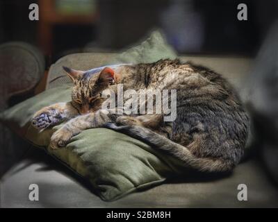 Chat tigré dormir dans un morceau de soleil sur un oreiller Banque D'Images