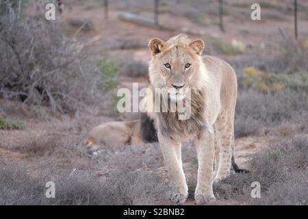 Jeune lion mâle Banque D'Images