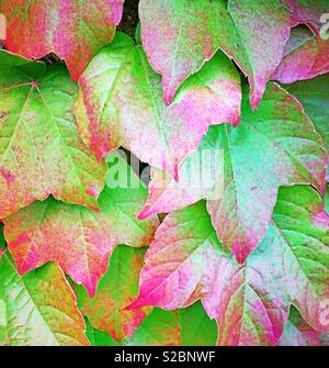 Feuilles de lierre deviennent rouges à l'automne, USA Banque D'Images